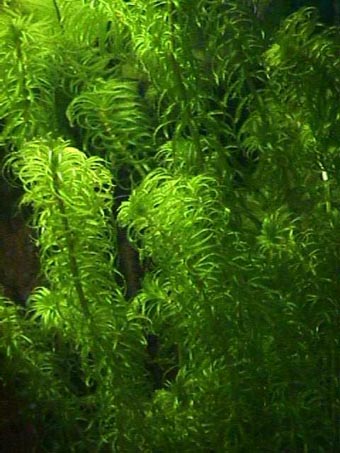 Egeria najas